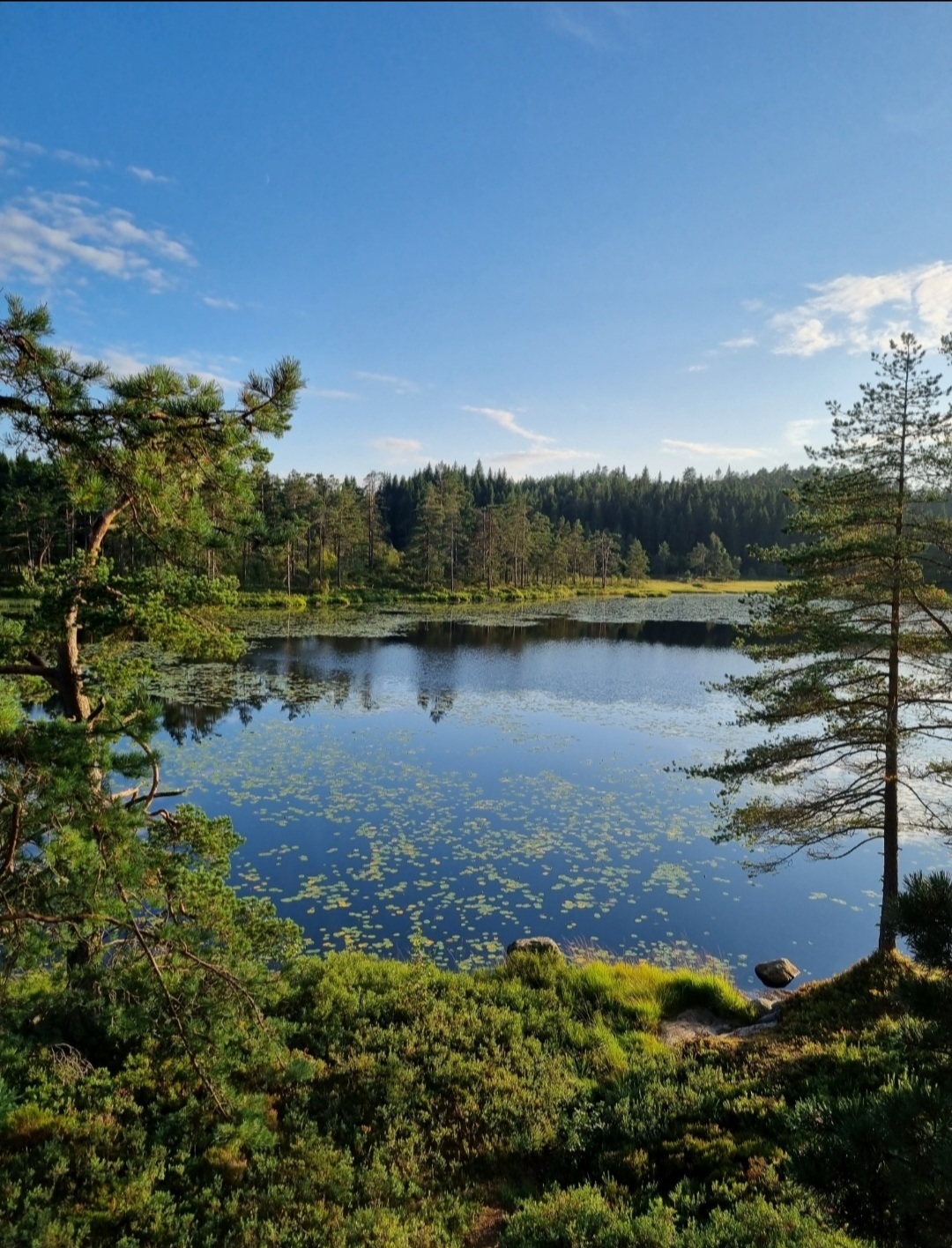 bervannet ørretfiske