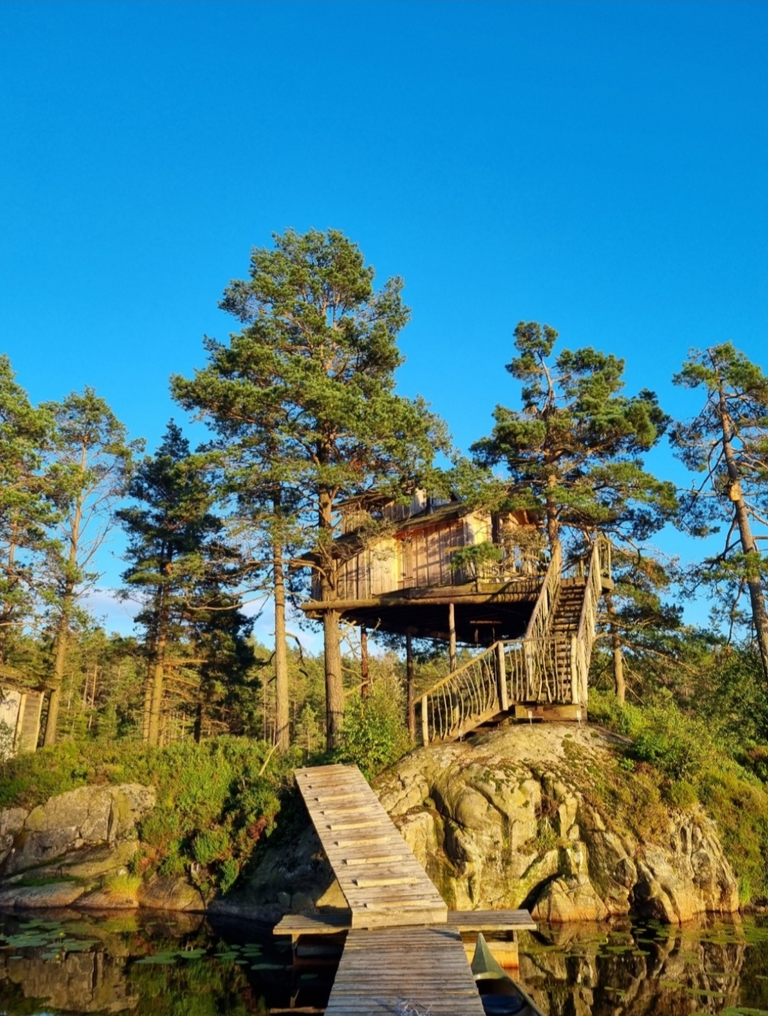 tretopphytta i konsmo